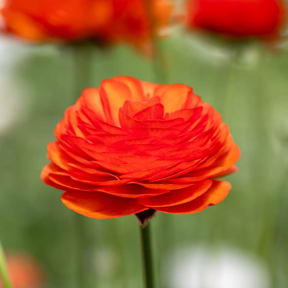 Ranunkel 'Elegance Clementine'